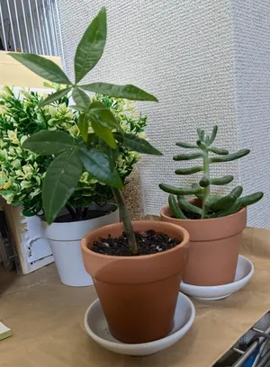 はじめての植え替え