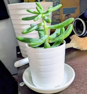ダイソーの多肉植物「コイゴコロ」