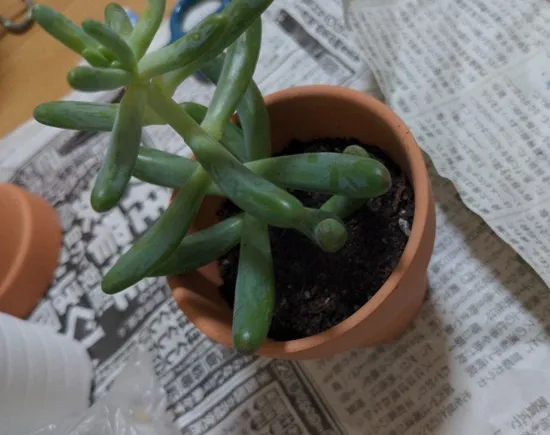 植え替え中の多肉植物