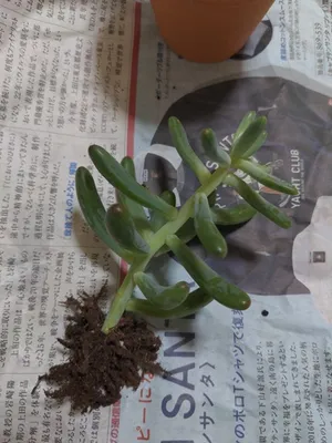 植え替え中の多肉植物の根っこ