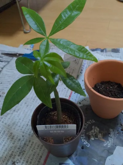 ダイソーの観葉植物「パキラ」
