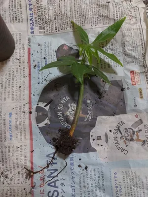 植え替え中のパキラの根っこ